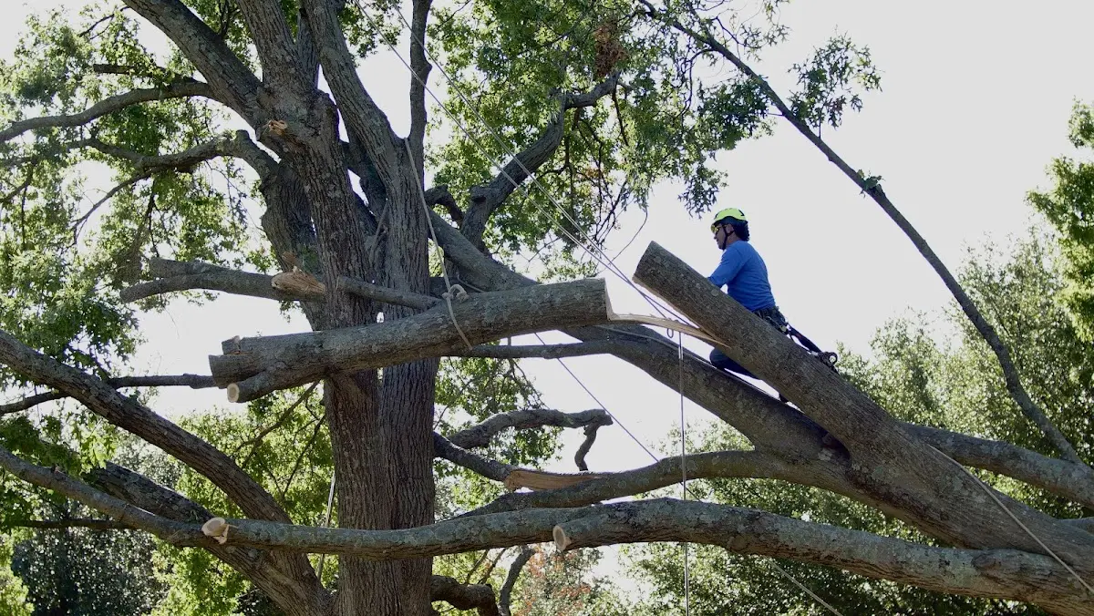 Professional Hazardous Tree Removal performed by certified arborists in Broadview