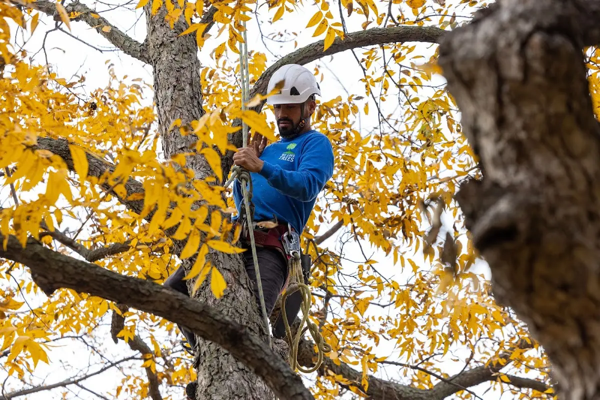 Skilled Tree Planting crew working in Broadview